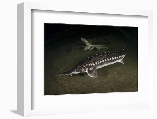 Starry Sturgeon (Acipenser Stellatus) Captive At Danube Delta Eco-Tourism Museum Centre Aquarium-Lundgren-Framed Photographic Print