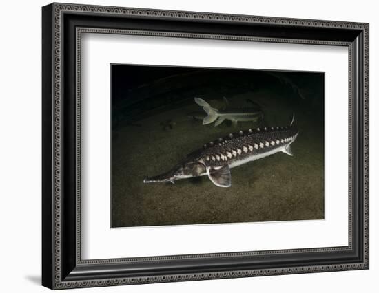 Starry Sturgeon (Acipenser Stellatus) Captive At Danube Delta Eco-Tourism Museum Centre Aquarium-Lundgren-Framed Photographic Print