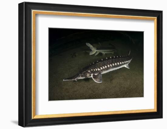 Starry Sturgeon (Acipenser Stellatus) Captive At Danube Delta Eco-Tourism Museum Centre Aquarium-Lundgren-Framed Photographic Print