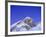 Stars Above Mount Everest, 8850M, Solu Khumbu Everest Region, Sagarmatha National Park, Himalayas-Christian Kober-Framed Photographic Print