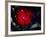 Stars and Nebula-Terry Why-Framed Photographic Print