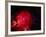 Stars and Nebula-Terry Why-Framed Photographic Print