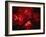 Stars and Nebula-Terry Why-Framed Photographic Print