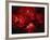 Stars and Nebula-Terry Why-Framed Photographic Print