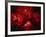 Stars and Nebula-Terry Why-Framed Photographic Print