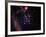 Stars and Nebula-Terry Why-Framed Premium Photographic Print