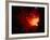 Stars and Nebula-Terry Why-Framed Premium Photographic Print