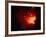 Stars and Nebula-Terry Why-Framed Premium Photographic Print