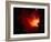 Stars and Nebula-Terry Why-Framed Photographic Print