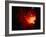 Stars and Nebula-Terry Why-Framed Photographic Print