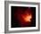 Stars and Nebula-Terry Why-Framed Photographic Print