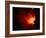 Stars and Nebula-Terry Why-Framed Photographic Print