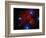 Stars and Nebula-Terry Why-Framed Photographic Print