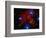 Stars and Nebula-Terry Why-Framed Photographic Print