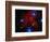 Stars and Nebula-Terry Why-Framed Photographic Print