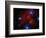 Stars and Nebula-Terry Why-Framed Photographic Print