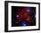 Stars and Nebula-Terry Why-Framed Photographic Print