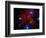 Stars and Nebula-Terry Why-Framed Photographic Print