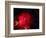 Stars and Nebula-Terry Why-Framed Photographic Print