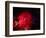 Stars and Nebula-Terry Why-Framed Photographic Print