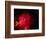 Stars and Nebula-Terry Why-Framed Photographic Print