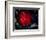 Stars and Nebula-Terry Why-Framed Photographic Print