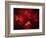 Stars and Nebula-Terry Why-Framed Photographic Print