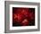 Stars and Nebula-Terry Why-Framed Photographic Print