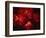 Stars and Nebula-Terry Why-Framed Photographic Print