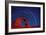 Stars Trails & Delicate Arch-David Nunuk-Framed Photographic Print