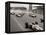 Start of the British Grand Prix at Siverstone, 1965-null-Framed Premier Image Canvas