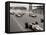 Start of the British Grand Prix at Siverstone, 1965-null-Framed Premier Image Canvas