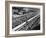 Start of the Italian Grand Prix, Monza, Early 1950S-null-Framed Photographic Print