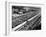 Start of the Italian Grand Prix, Monza, Early 1950S-null-Framed Photographic Print