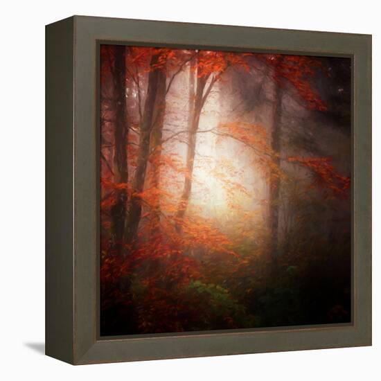 Start-Philippe Sainte-Laudy-Framed Premier Image Canvas