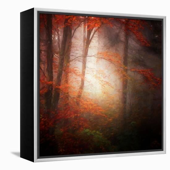 Start-Philippe Sainte-Laudy-Framed Premier Image Canvas