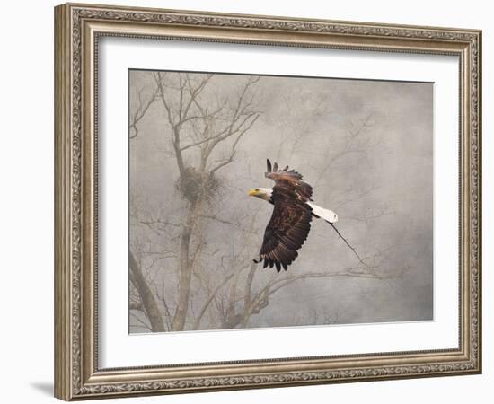 Starting over Bald Eagle-Jai Johnson-Framed Giclee Print