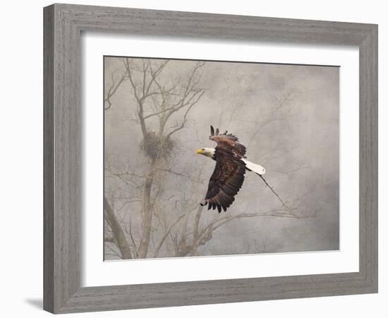 Starting over Bald Eagle-Jai Johnson-Framed Giclee Print