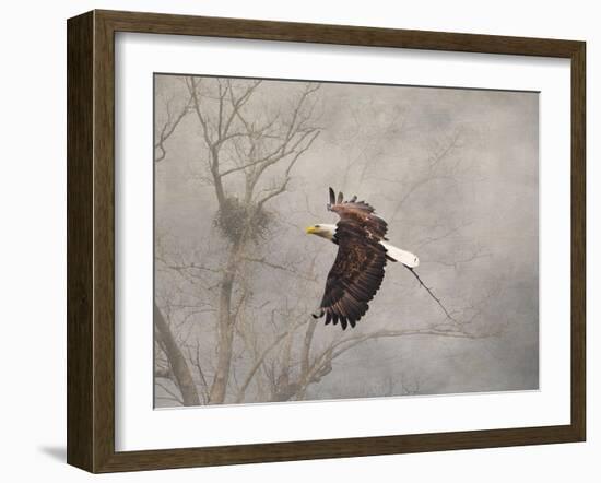 Starting over Bald Eagle-Jai Johnson-Framed Giclee Print