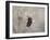 Starting over Bald Eagle-Jai Johnson-Framed Giclee Print