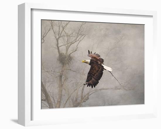 Starting over Bald Eagle-Jai Johnson-Framed Giclee Print