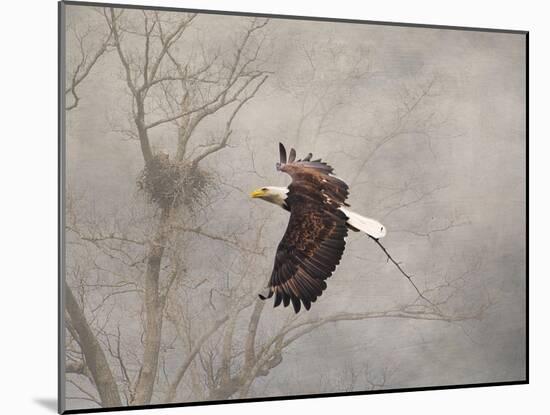 Starting over Bald Eagle-Jai Johnson-Mounted Giclee Print