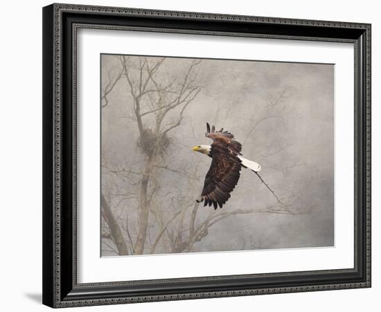 Starting over Bald Eagle-Jai Johnson-Framed Giclee Print