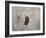 Starting over Bald Eagle-Jai Johnson-Framed Giclee Print