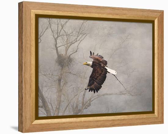 Starting over Bald Eagle-Jai Johnson-Framed Premier Image Canvas