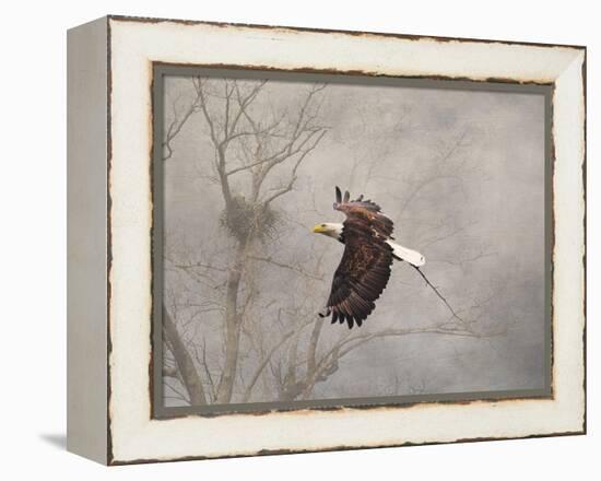 Starting over Bald Eagle-Jai Johnson-Framed Premier Image Canvas