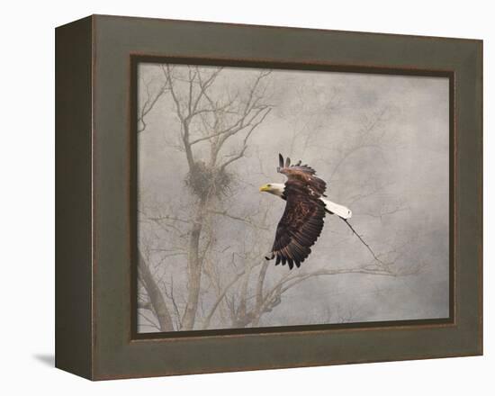 Starting over Bald Eagle-Jai Johnson-Framed Premier Image Canvas