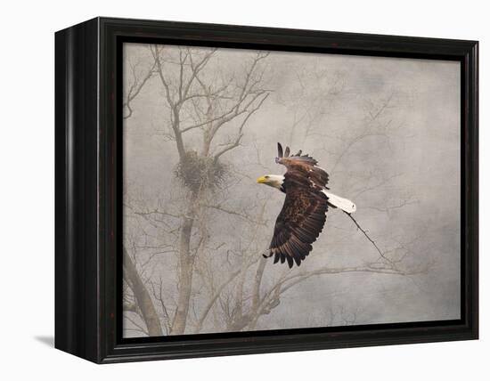 Starting over Bald Eagle-Jai Johnson-Framed Premier Image Canvas