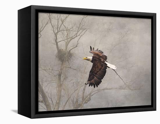 Starting over Bald Eagle-Jai Johnson-Framed Premier Image Canvas