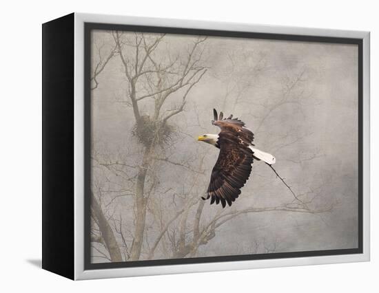 Starting over Bald Eagle-Jai Johnson-Framed Premier Image Canvas